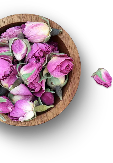 Pink Roses for Healing